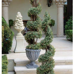 Design Toscano 48In Spiral Boxwood Topiary Se6089